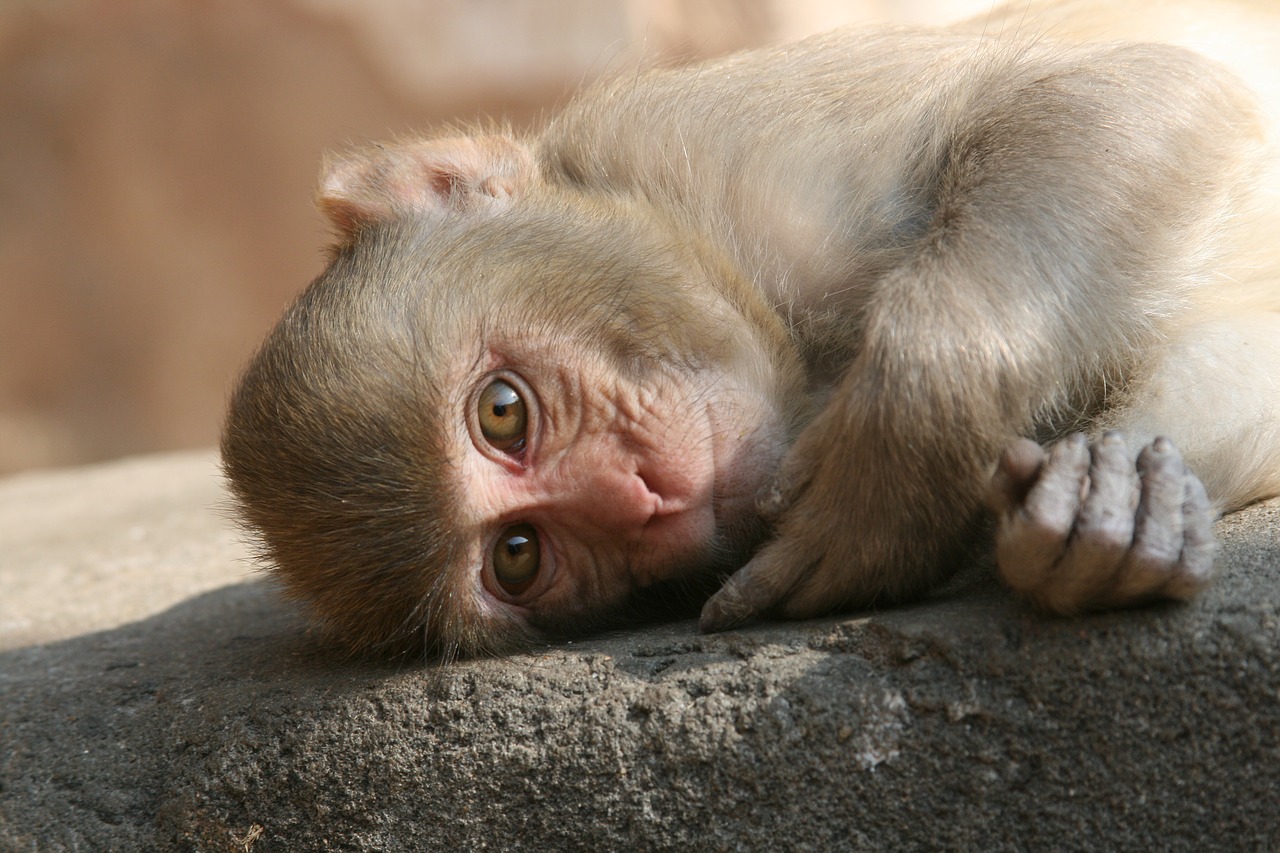 reclining monkey  monkey  child monkey free photo