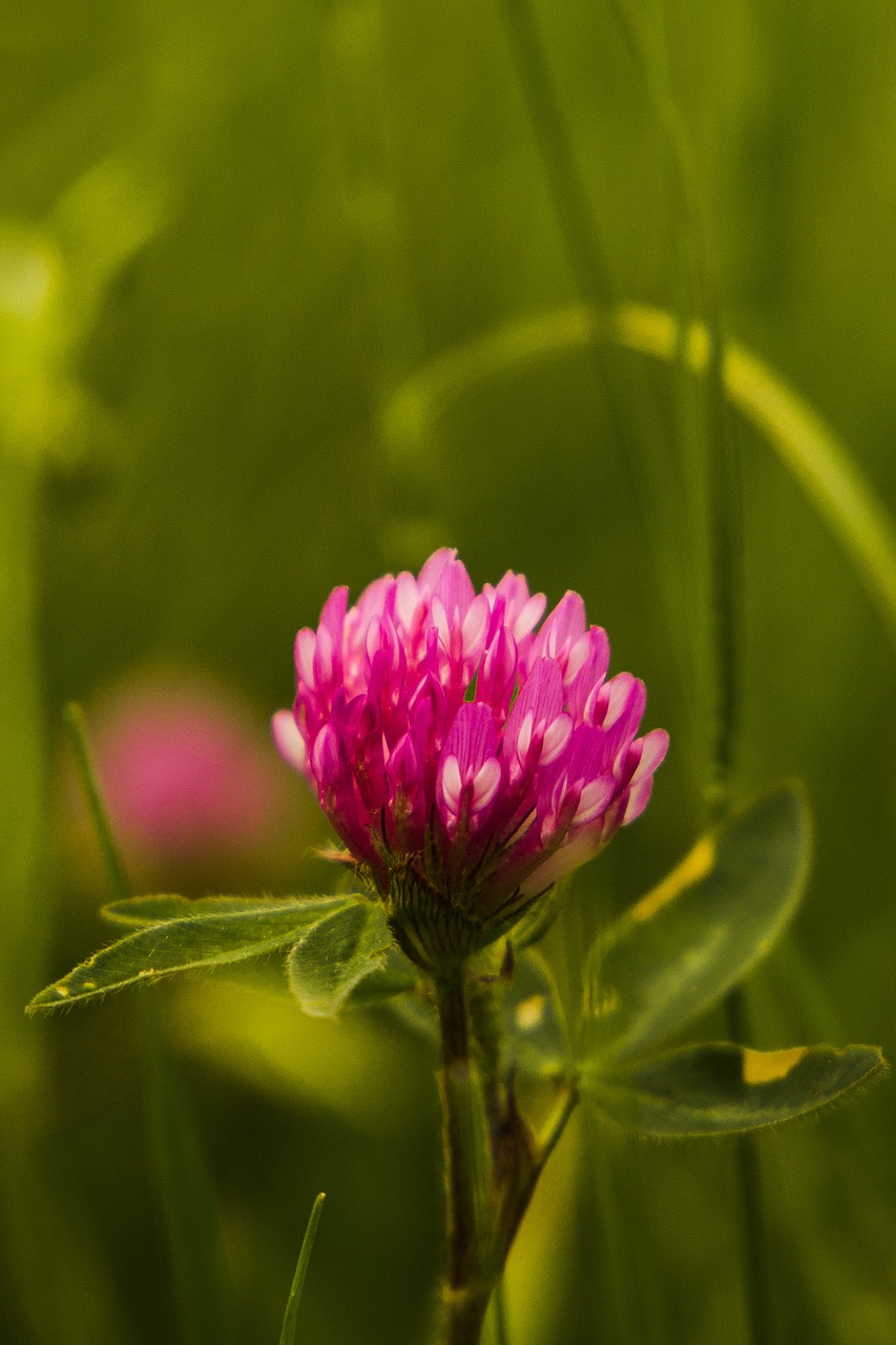 recovery flower at midday free photo