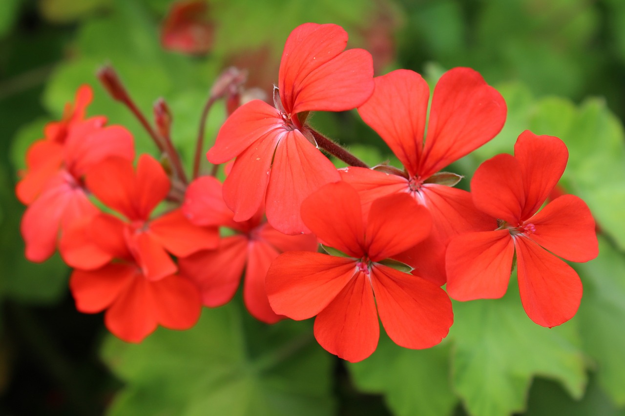 red flower red flower free photo