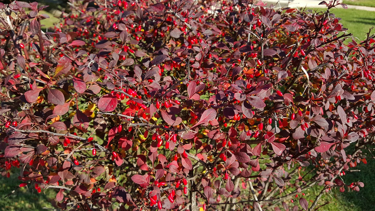 red autumn barberry free photo