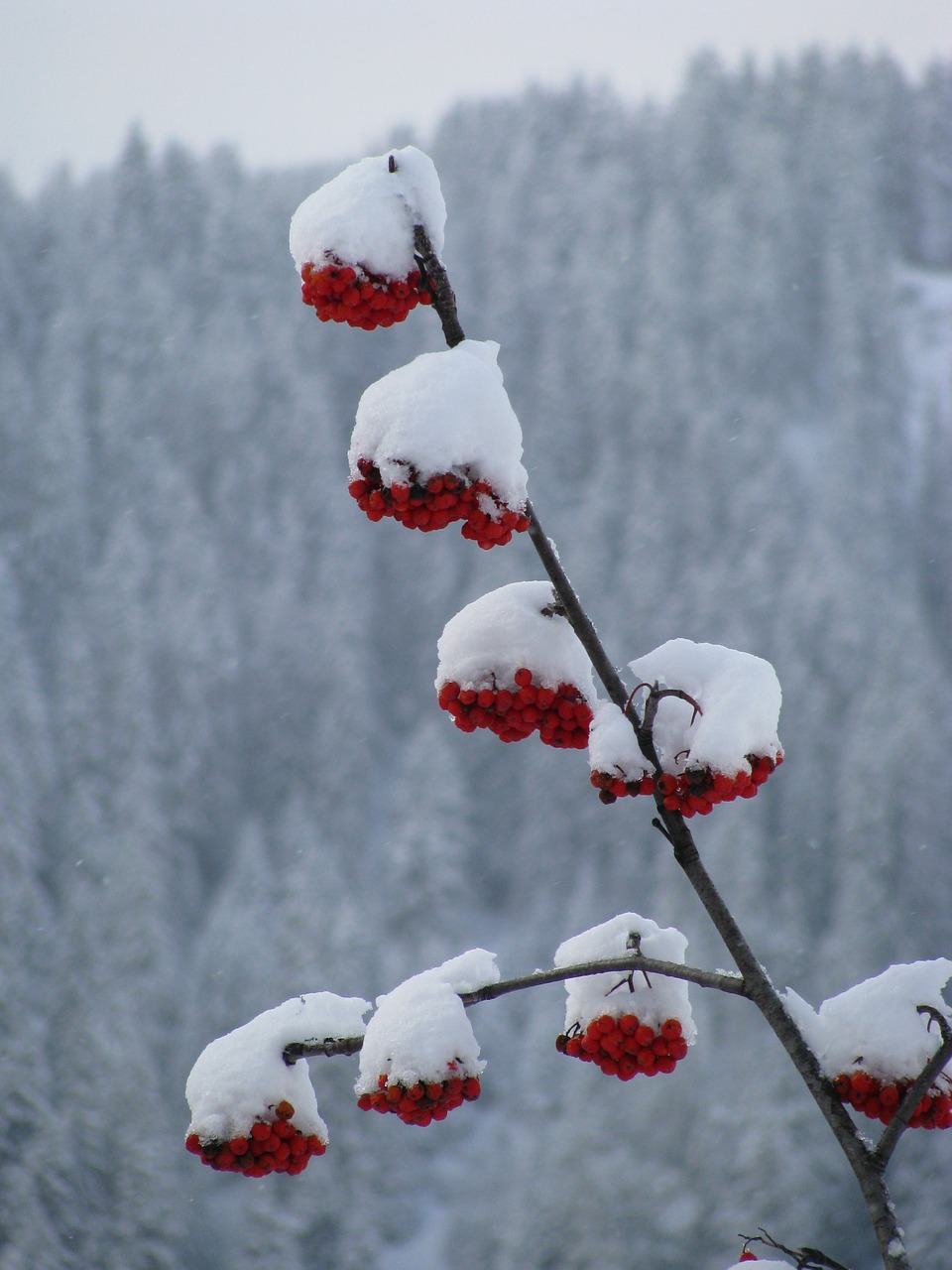 red berries snow free photo