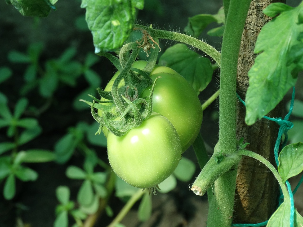 red tomato green free photo