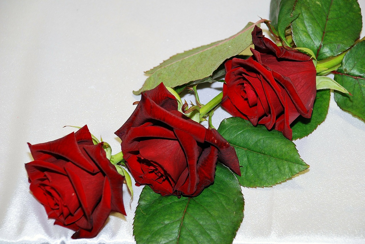 red rose red roses free photo