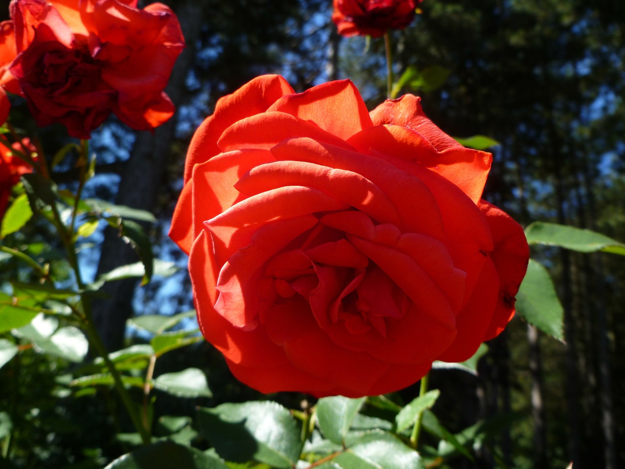 red rose red rose free photo