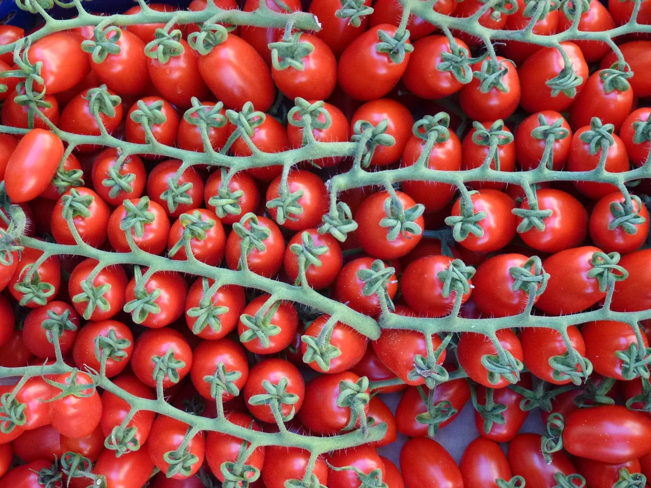 red tomatoes on the vine free photo