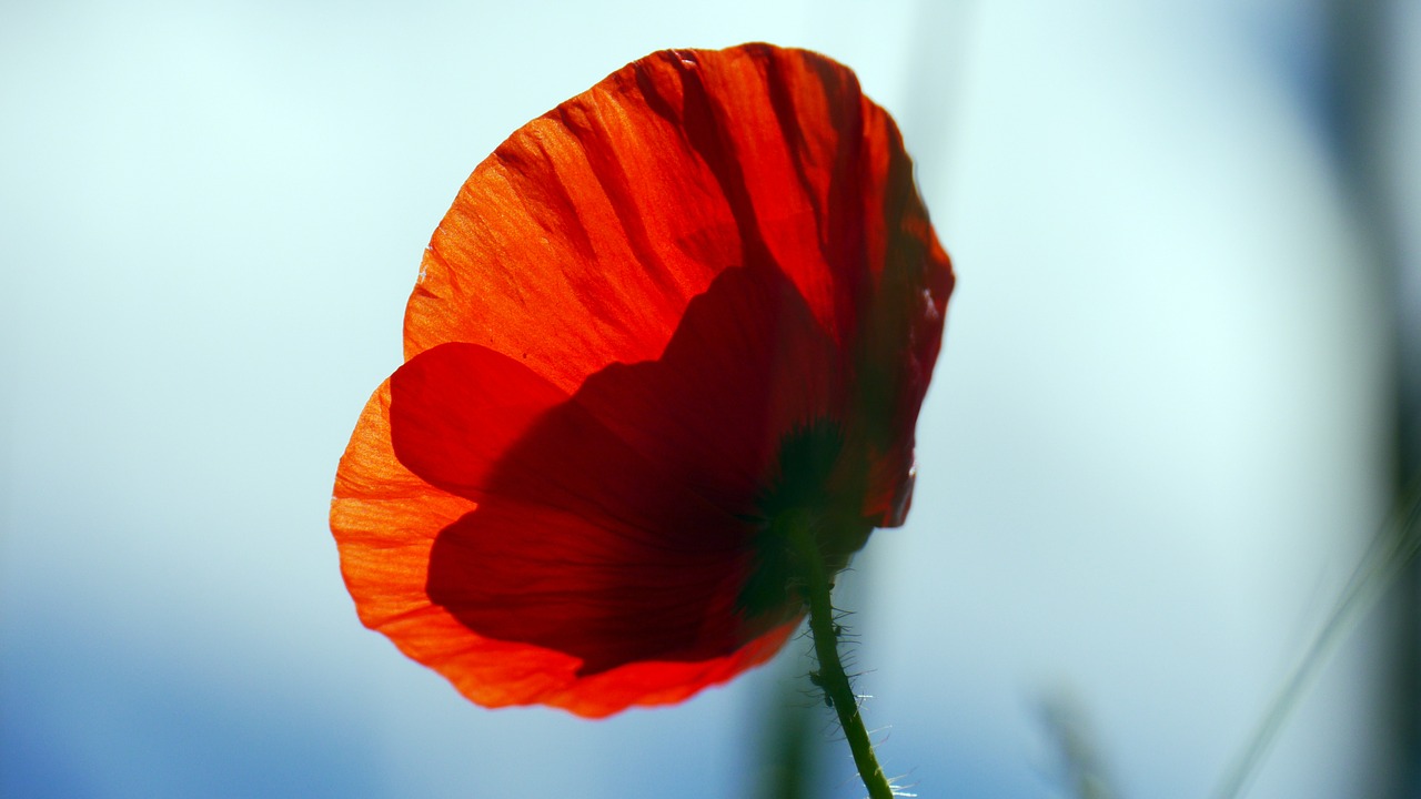 red poppy flower free photo