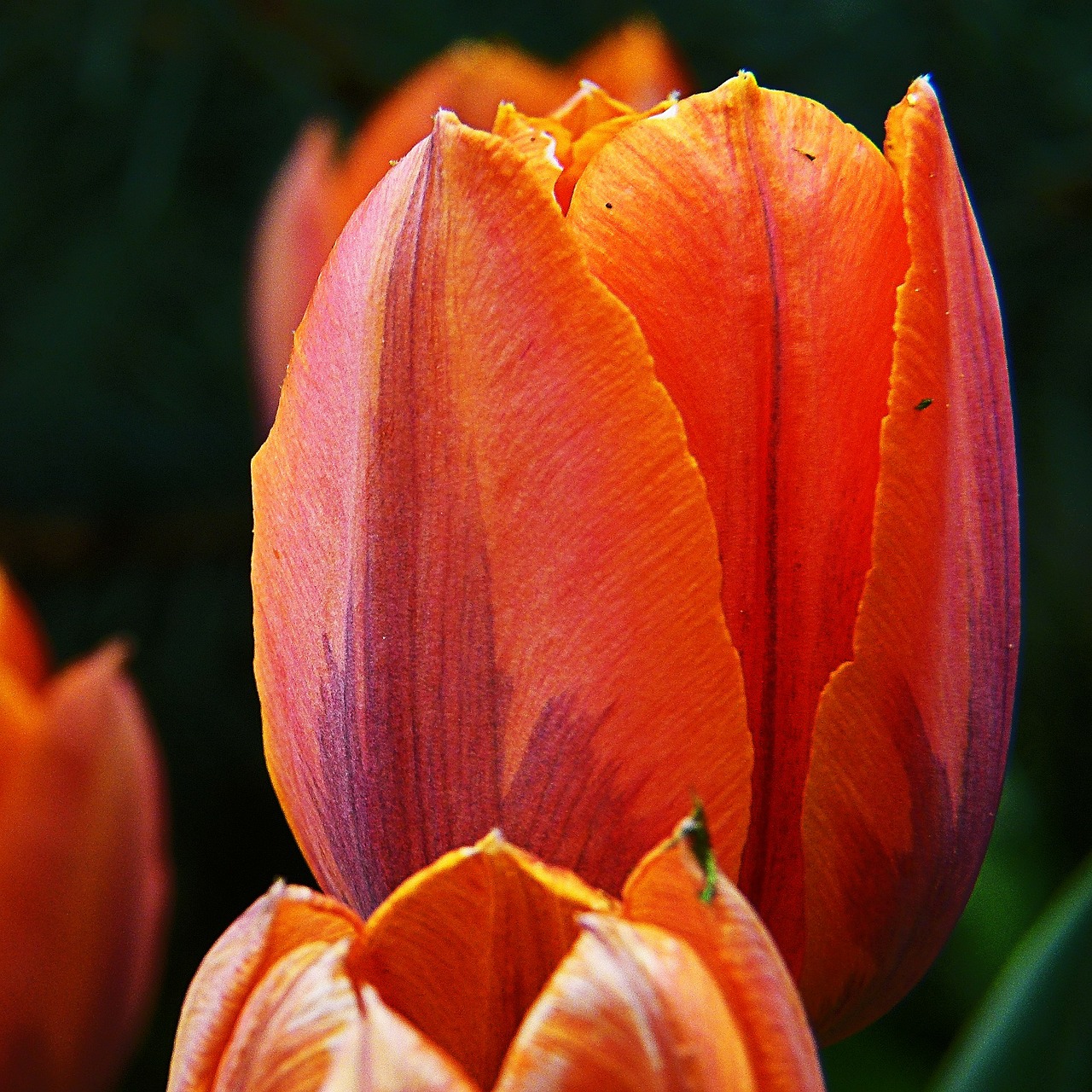 red orange tulip free photo