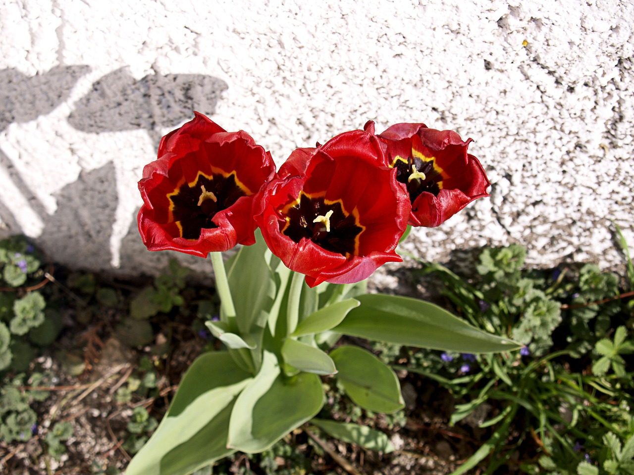 red tulips flowers free photo