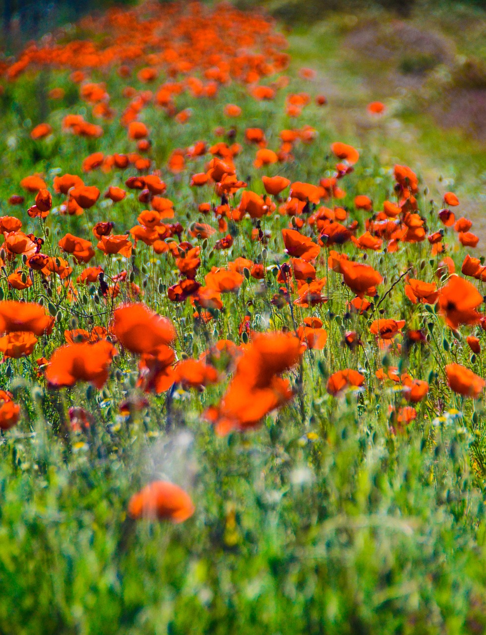 red field poppy flower free photo