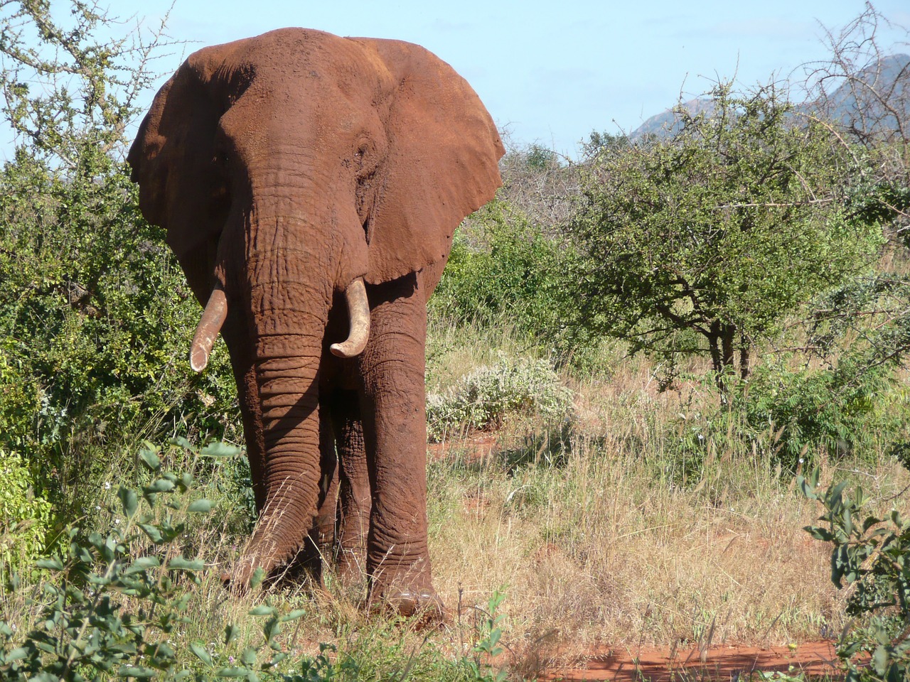 red elephant tsavo free photo