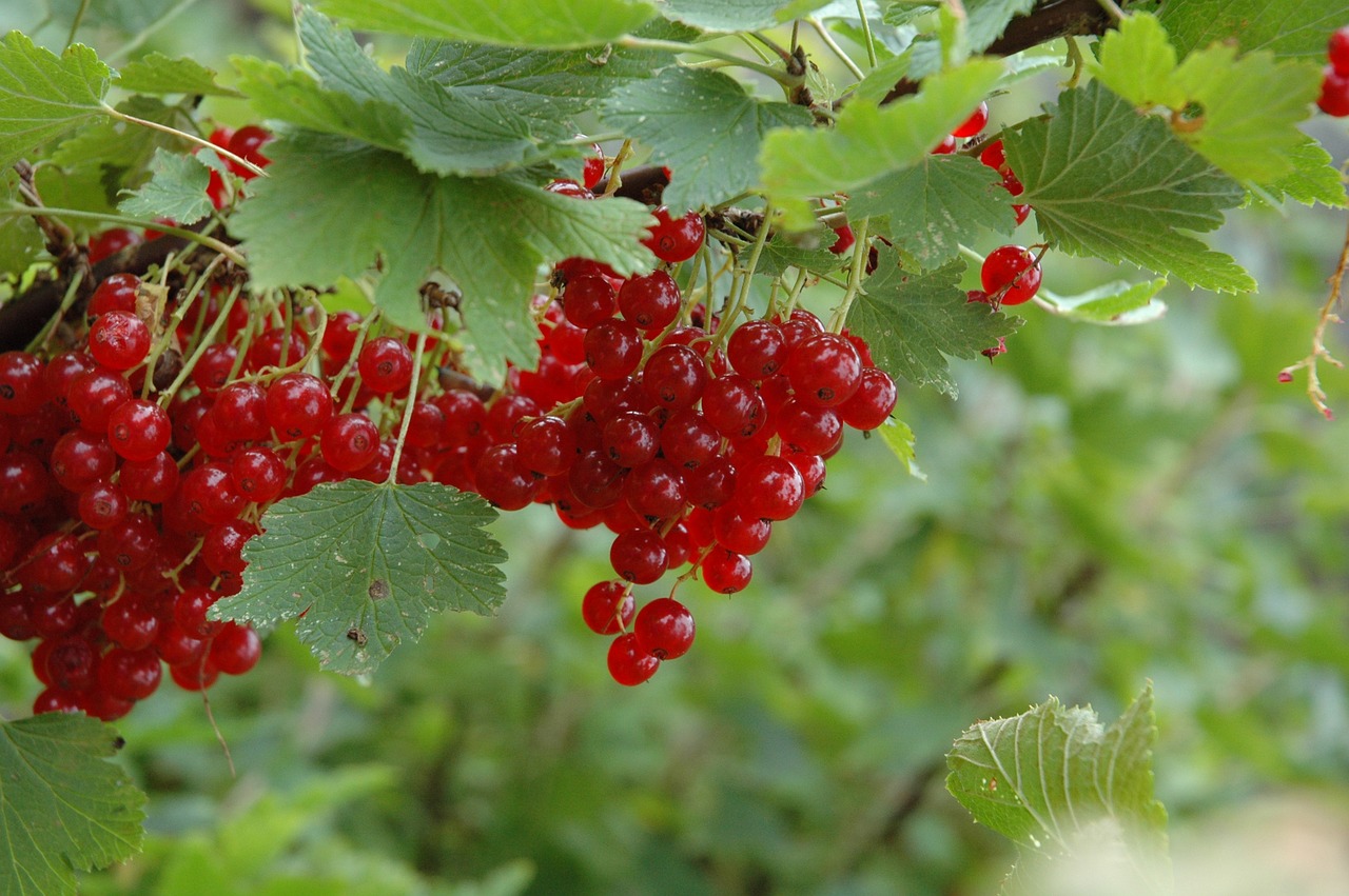 red currants berry free photo