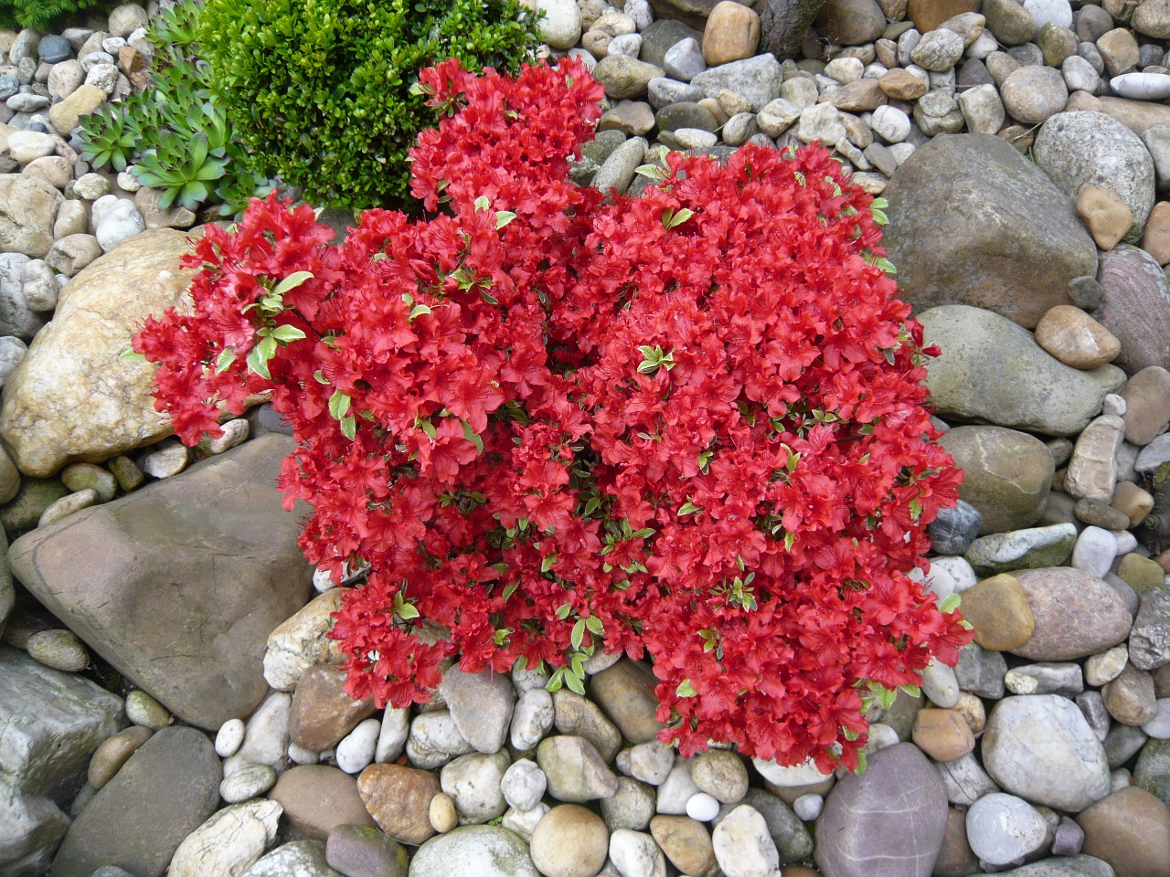 azalia red flower free photo