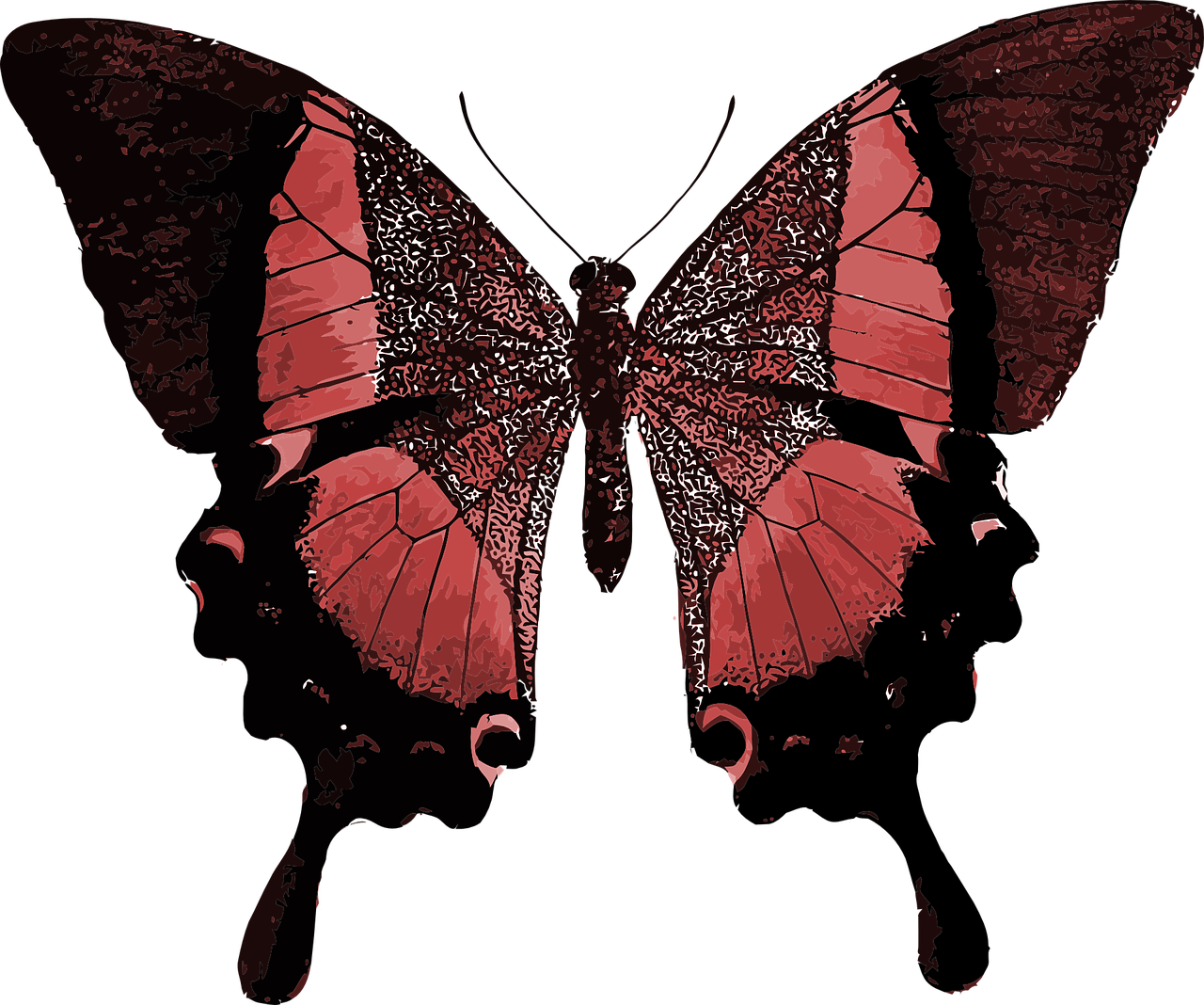 red butterfly colorful free photo