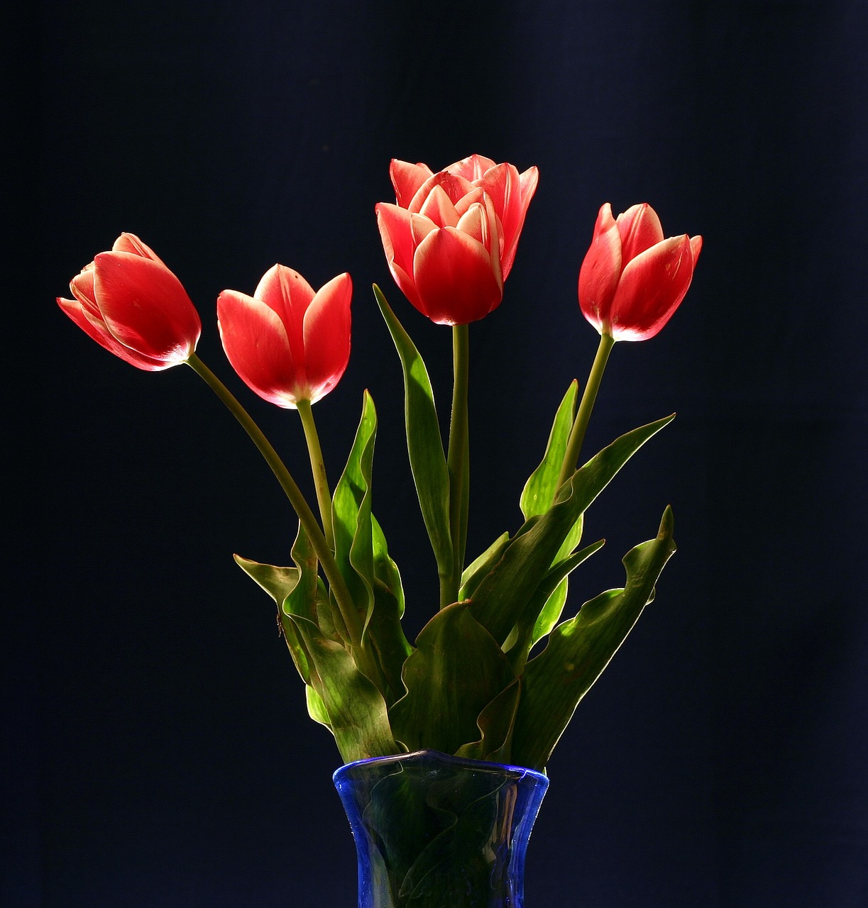 red tulips still life free photo