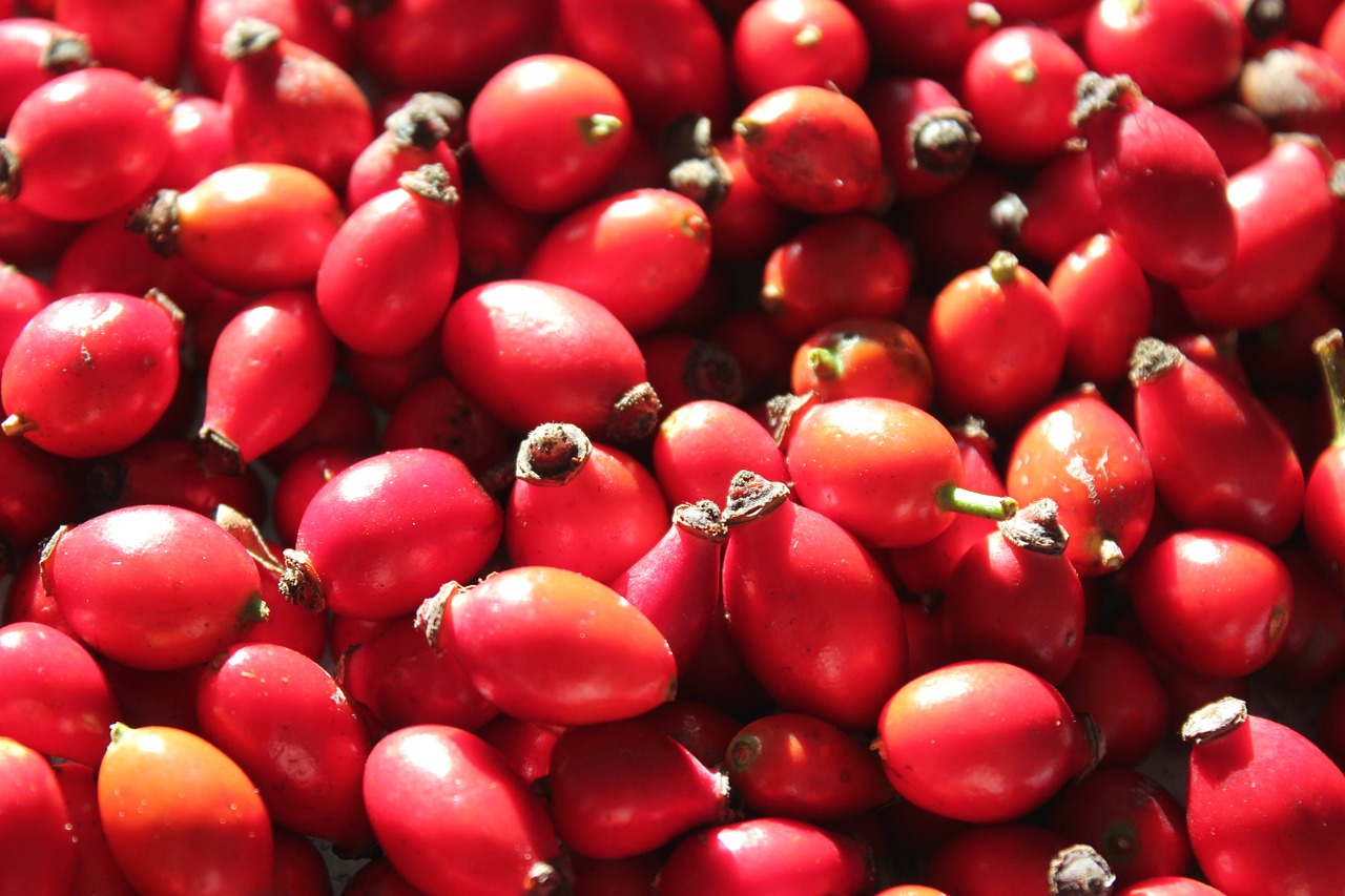 red fruits autumn free photo