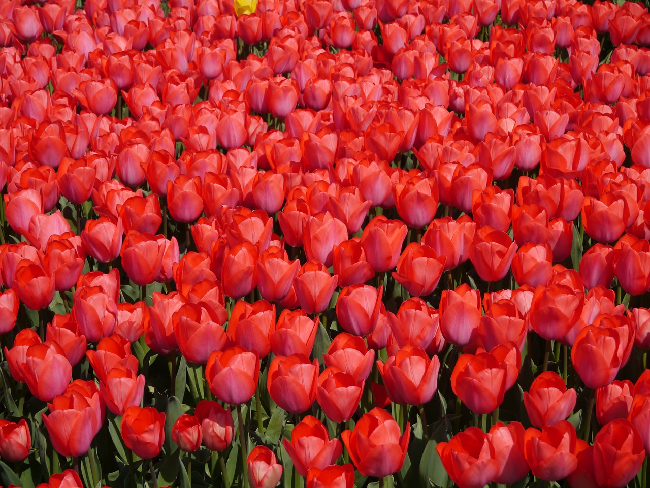 red tulip yokosuka free photo
