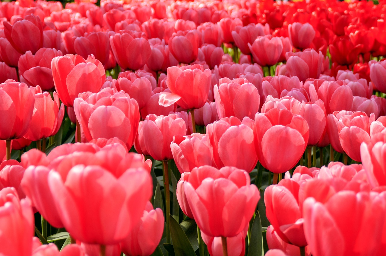 red flowers plants free photo