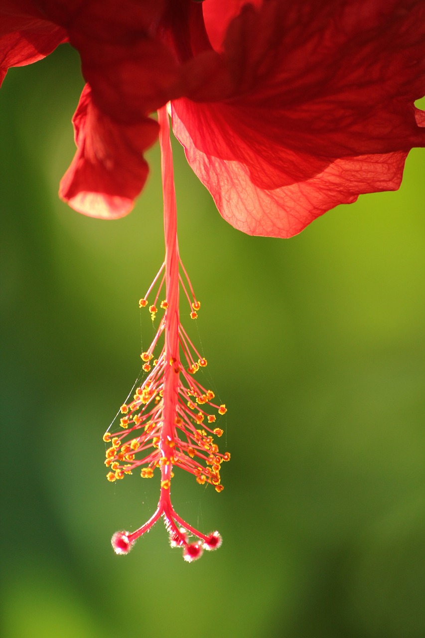 red flower plant free photo