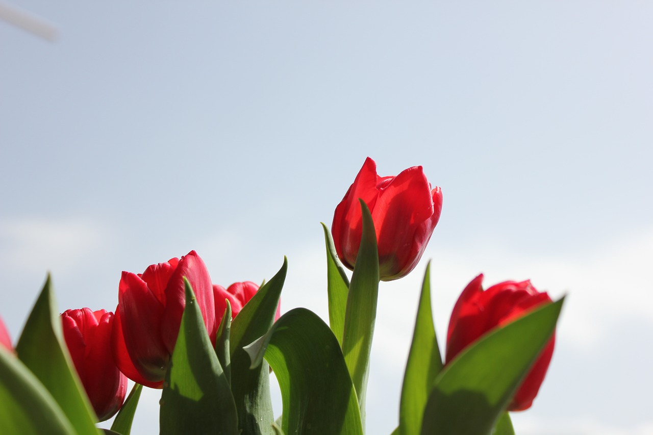red tulips flower free photo