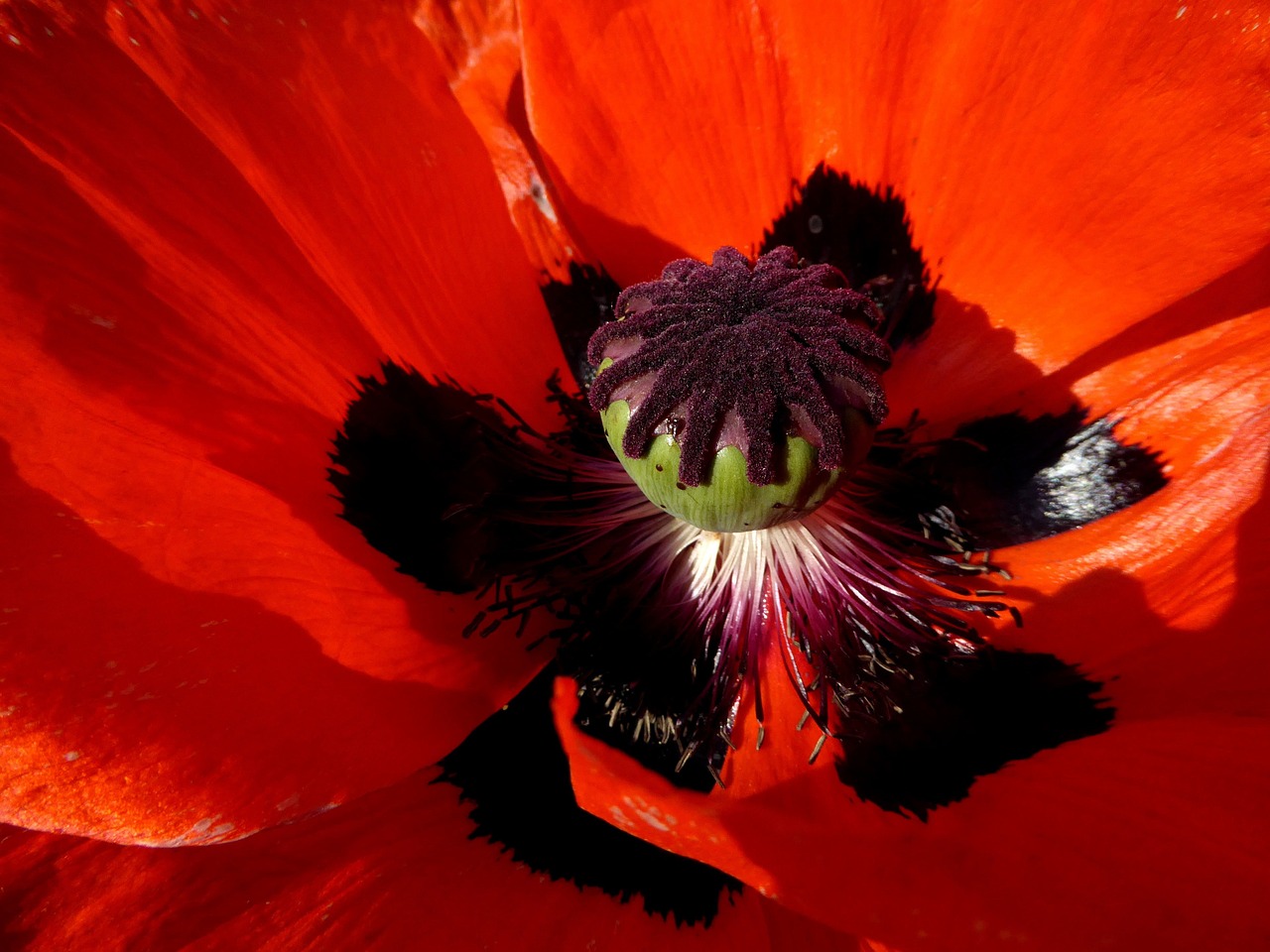 red poppy summer free photo