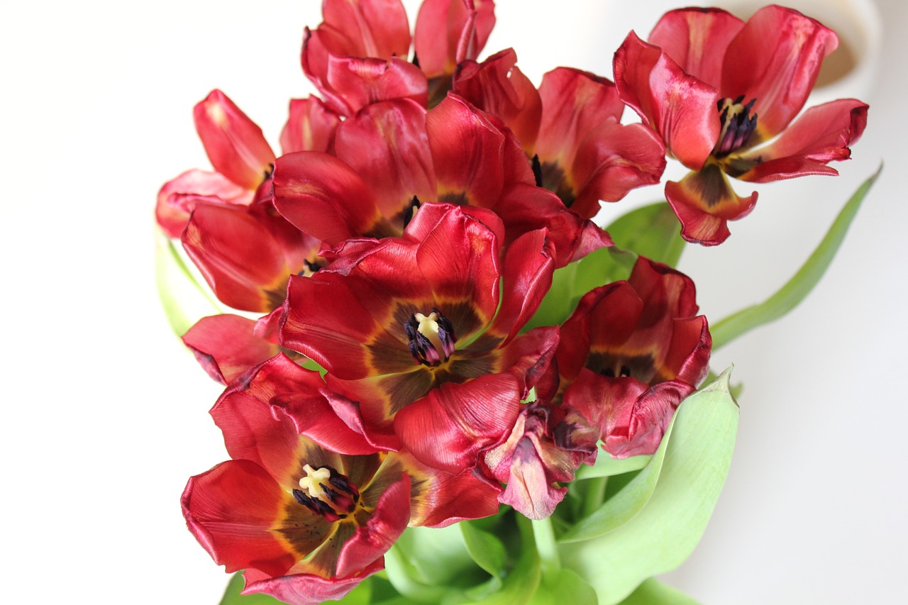 red tulips flower free photo