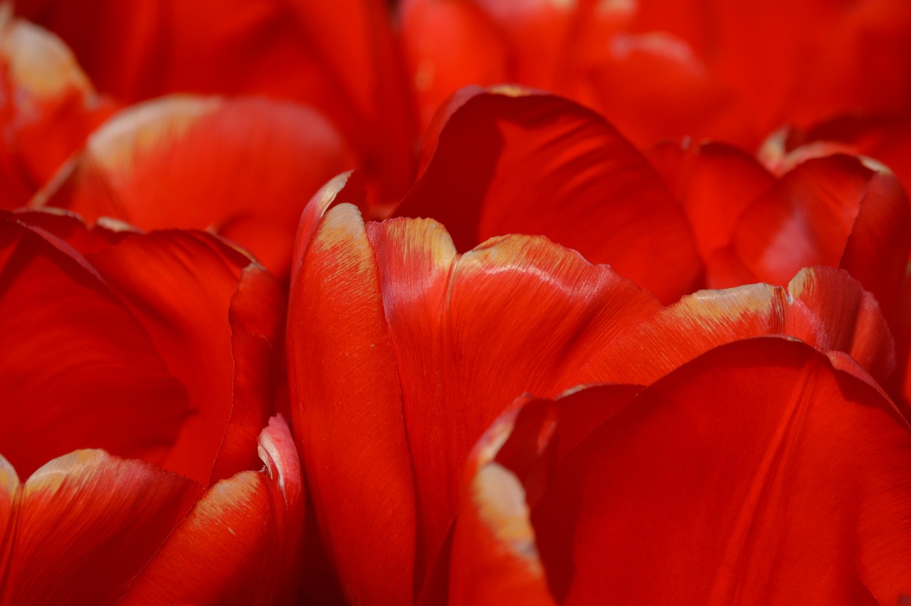 red pink tulips free photo