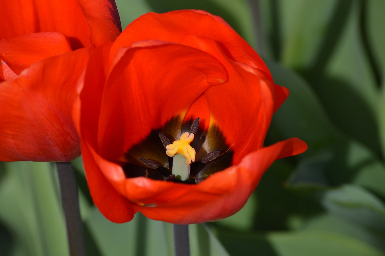 red tulips northwest free photo