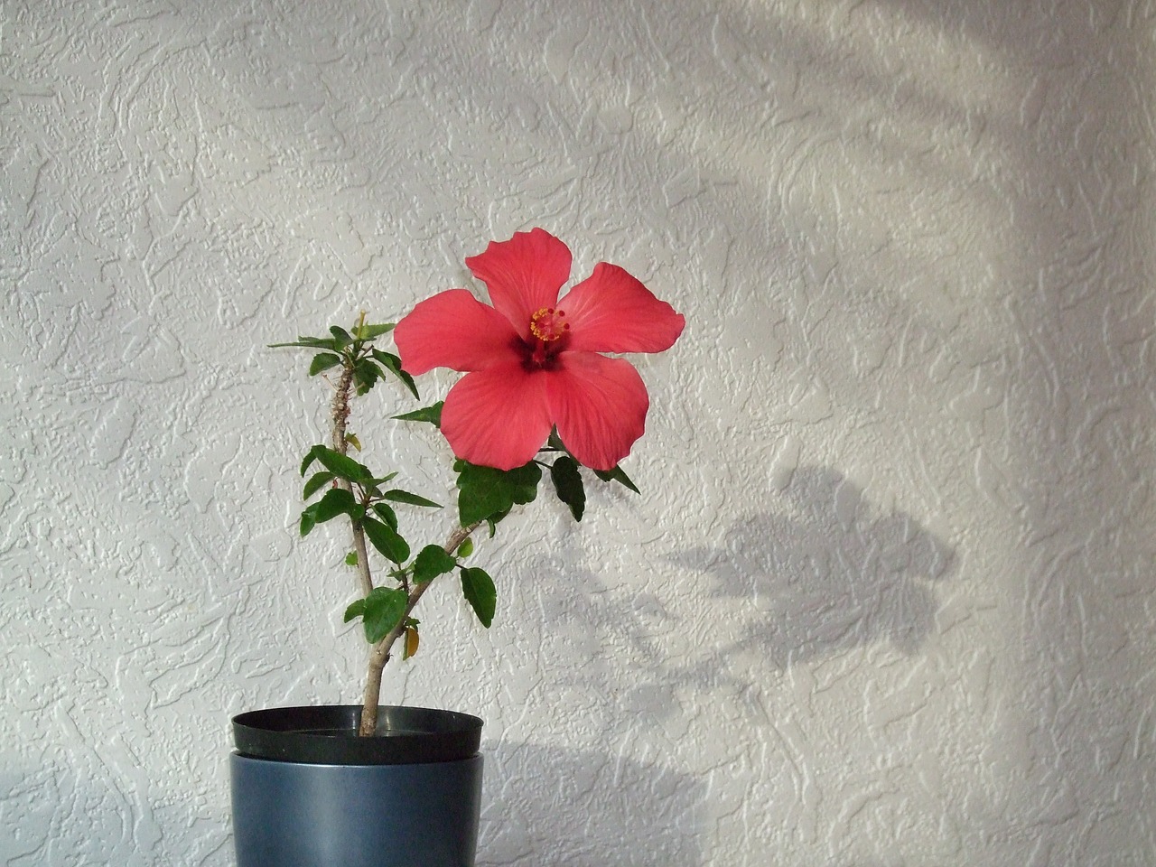 red flower hibiscus free photo