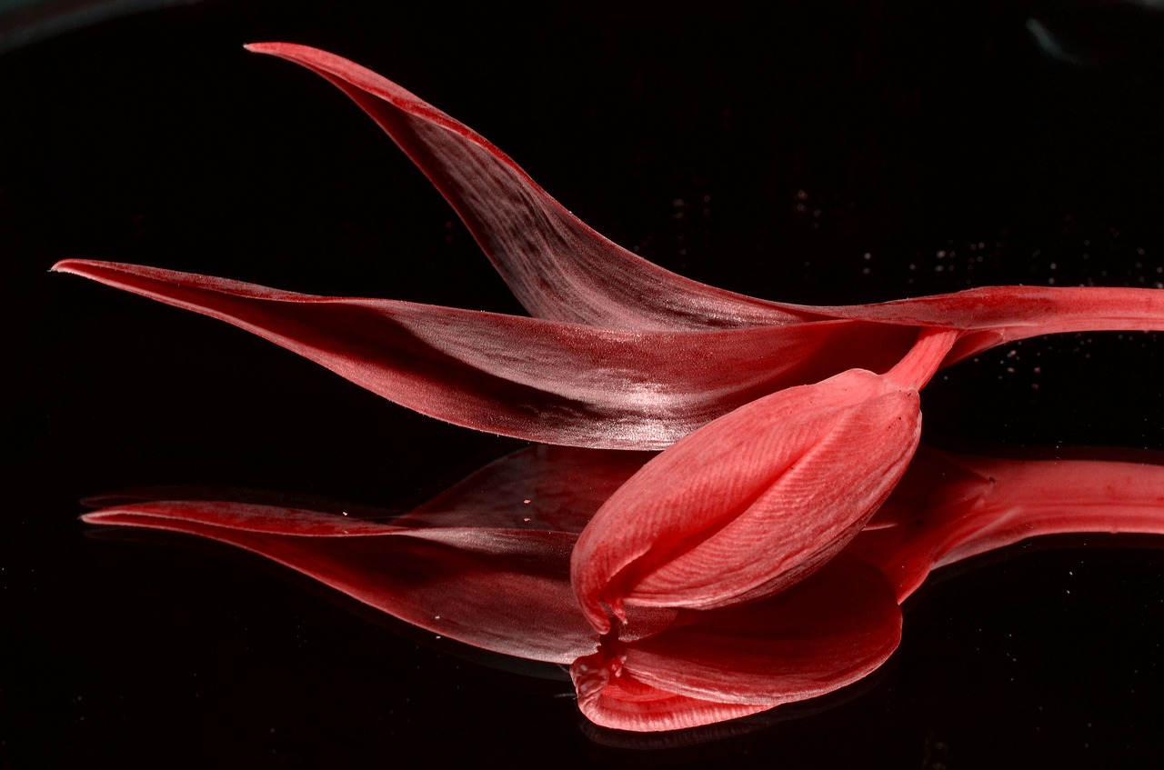 red tulip flower free photo