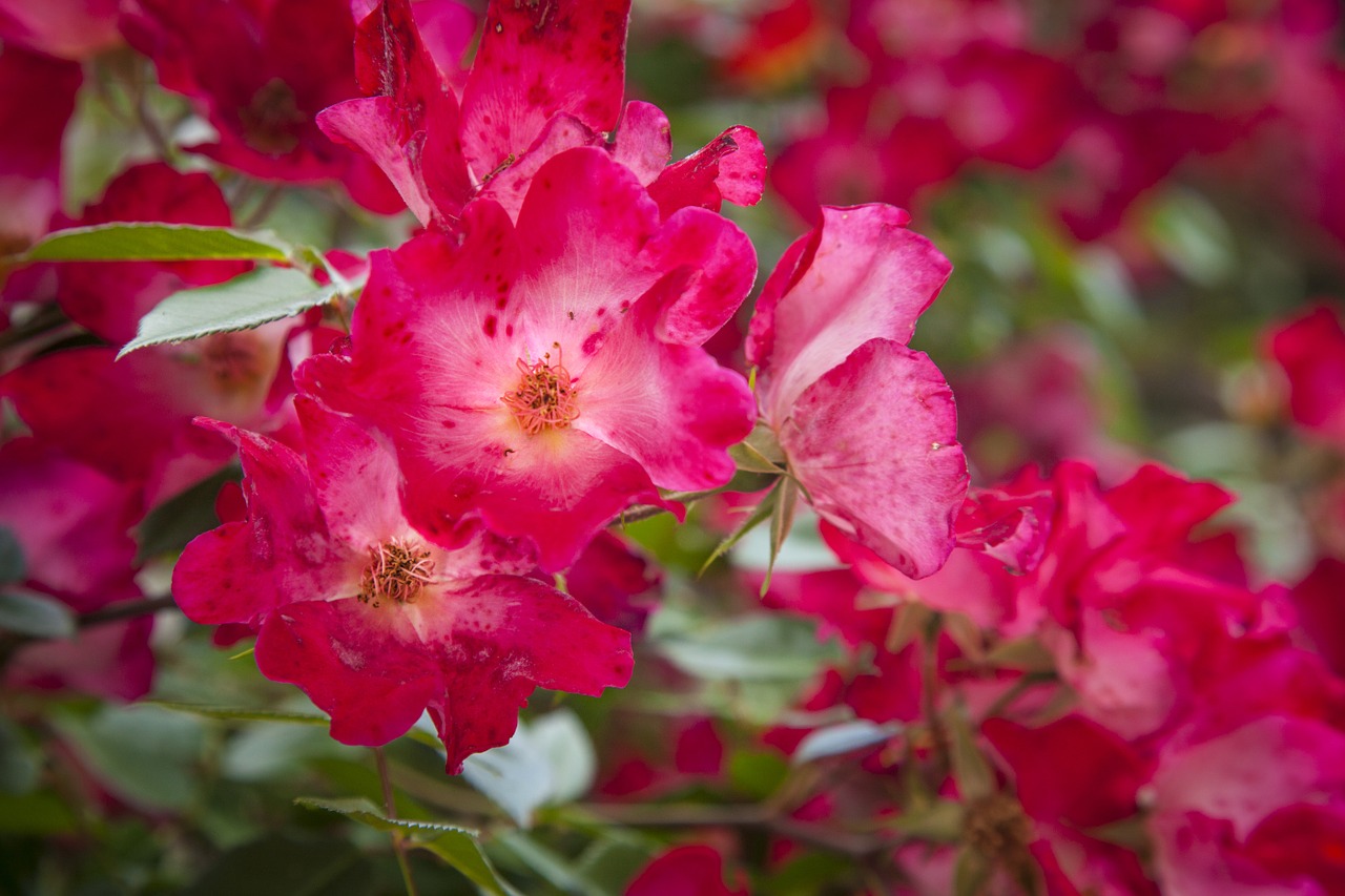 red flower nature free photo