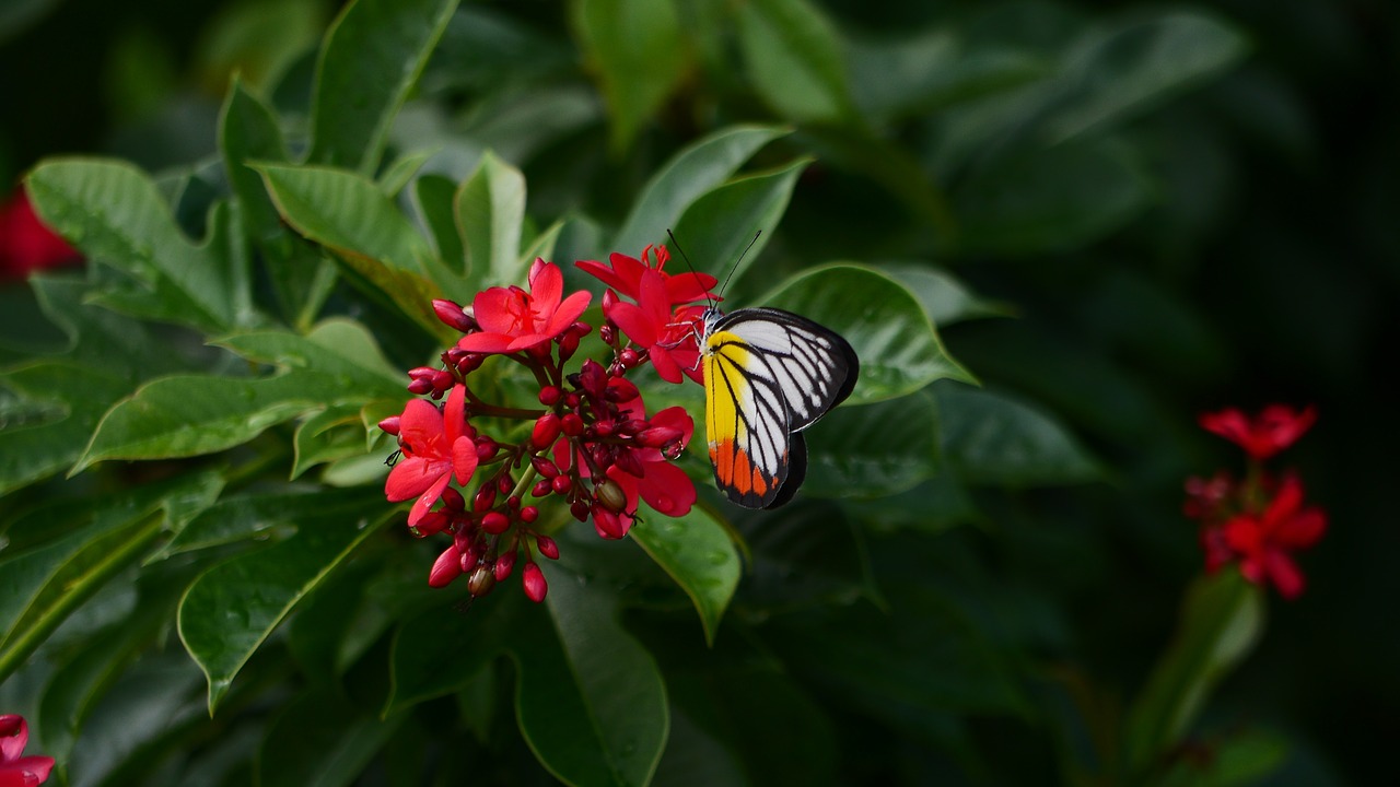 red flower butterfly free photo