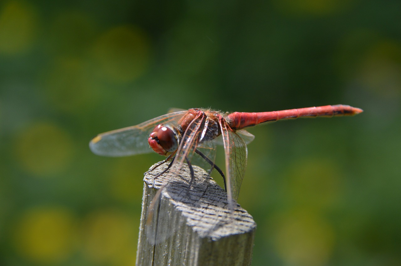 red dragonfly macro free photo