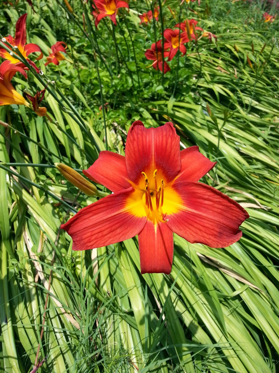 red green flower free photo