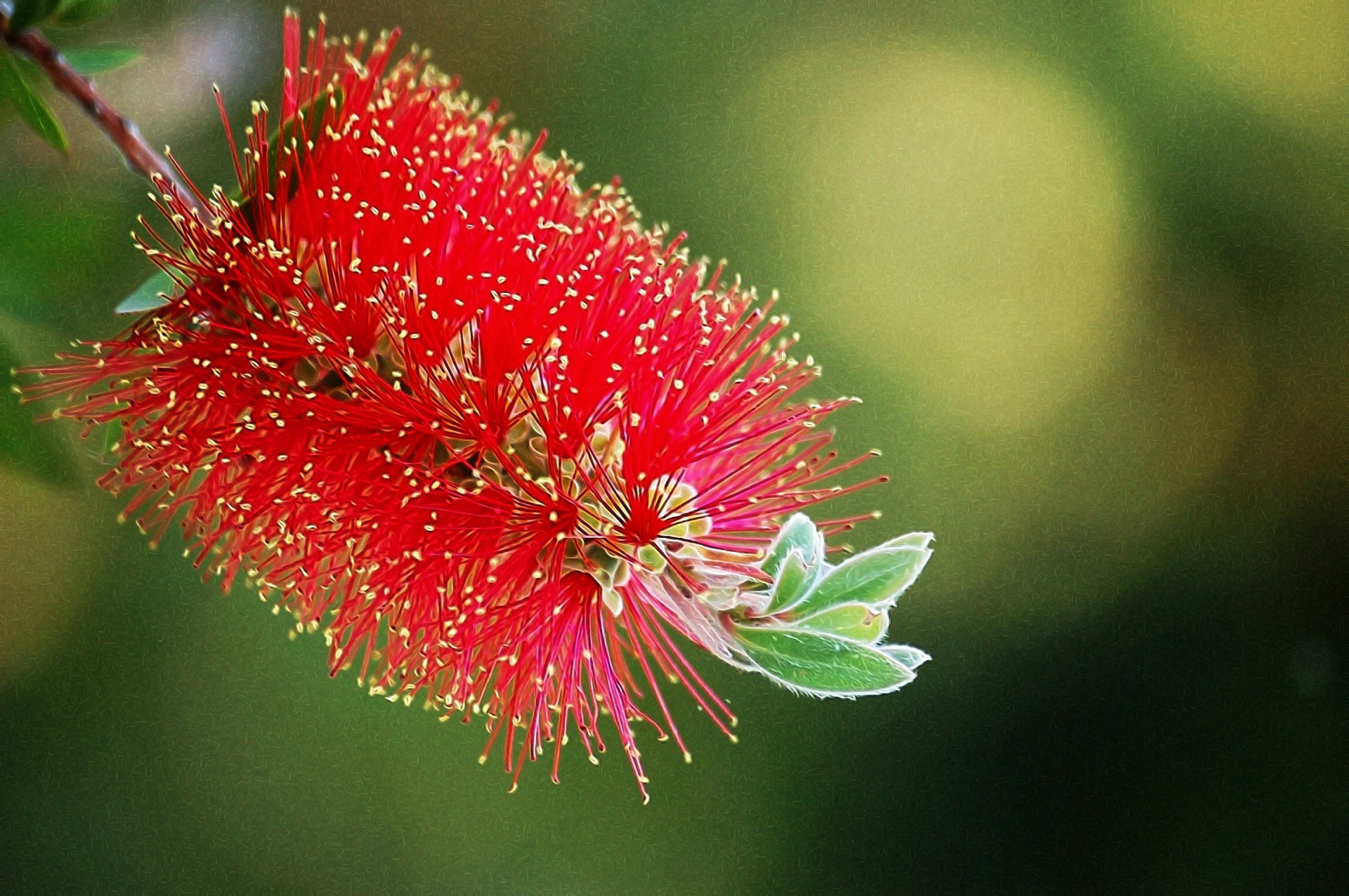 red flower green free photo