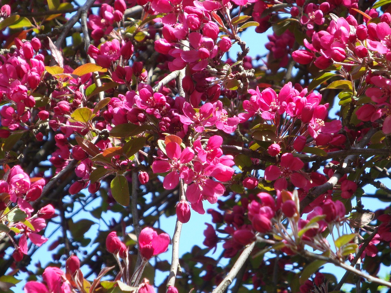 red tree flowers free photo