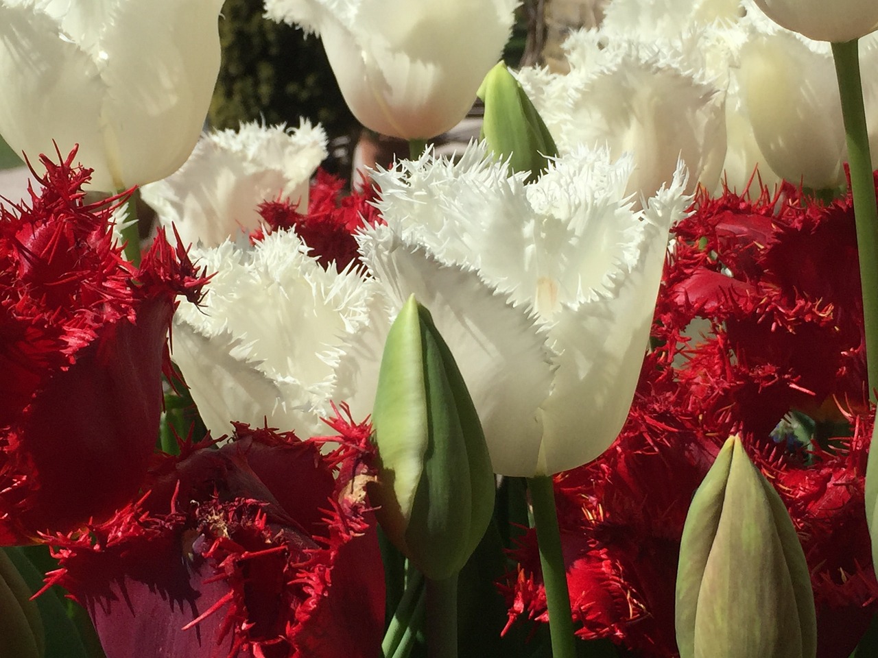 red white tulips free photo