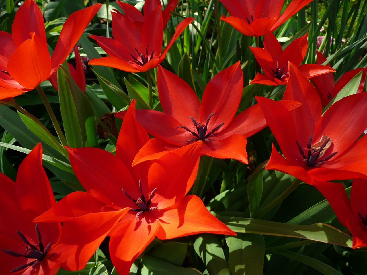 red flower garden free photo