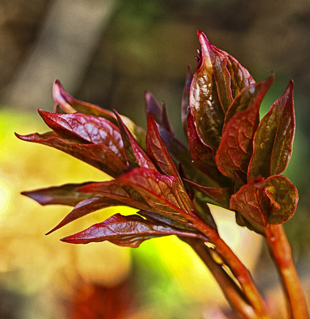 red leaves bush free photo