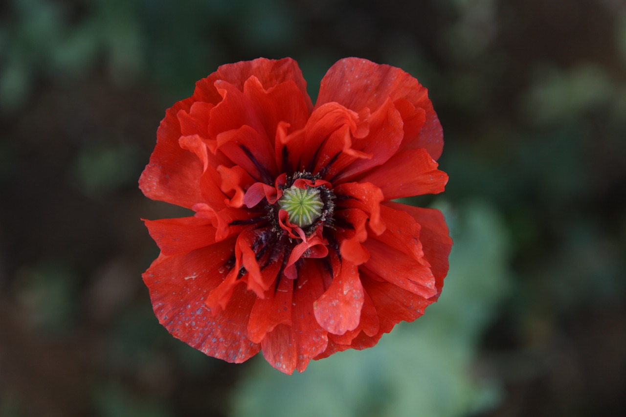 red flower poppy free photo