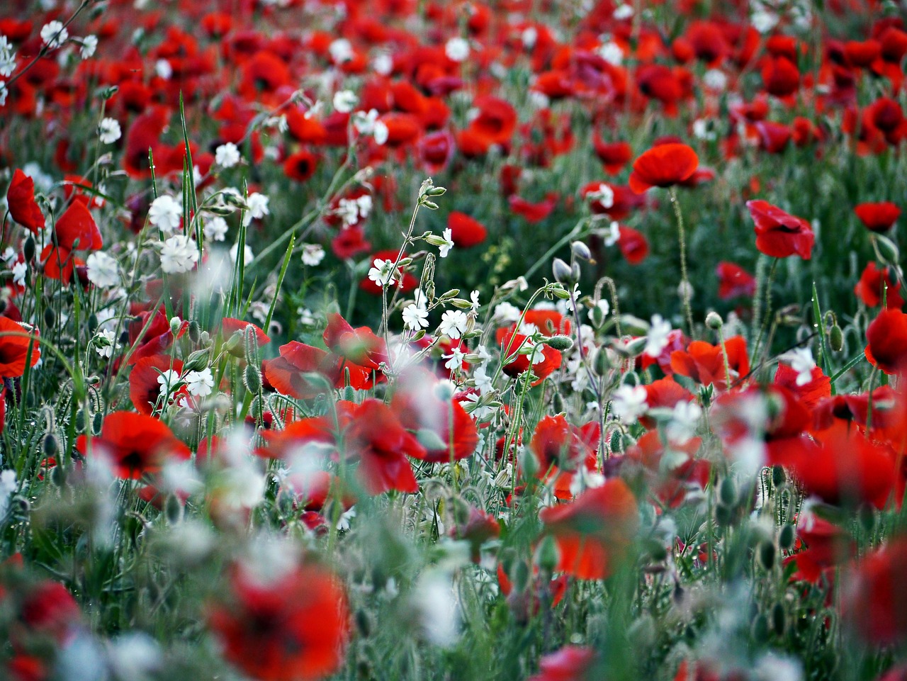 poppy red white free photo