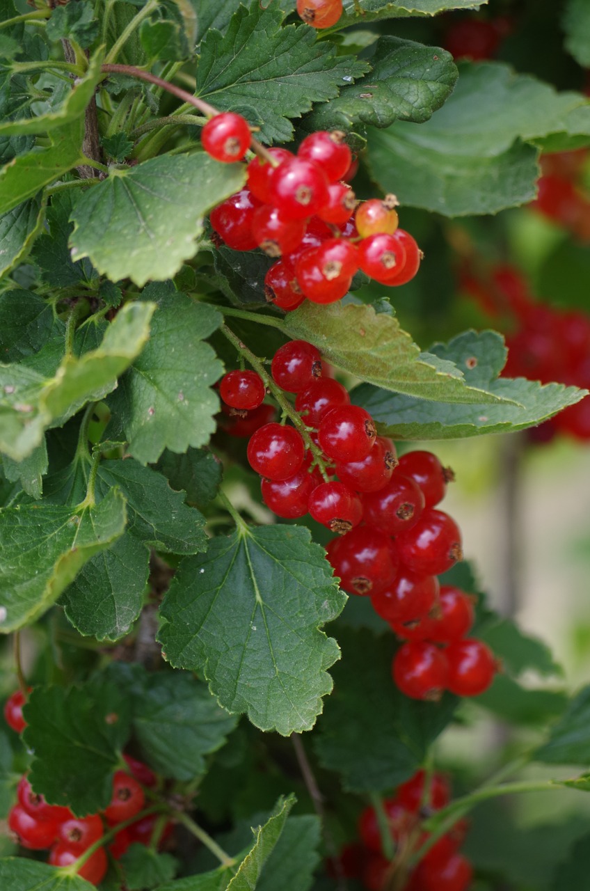 red currant fruit free photo