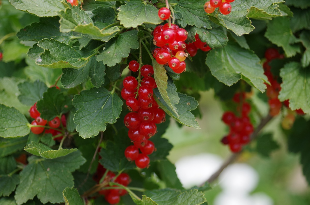 red currant fruit free photo