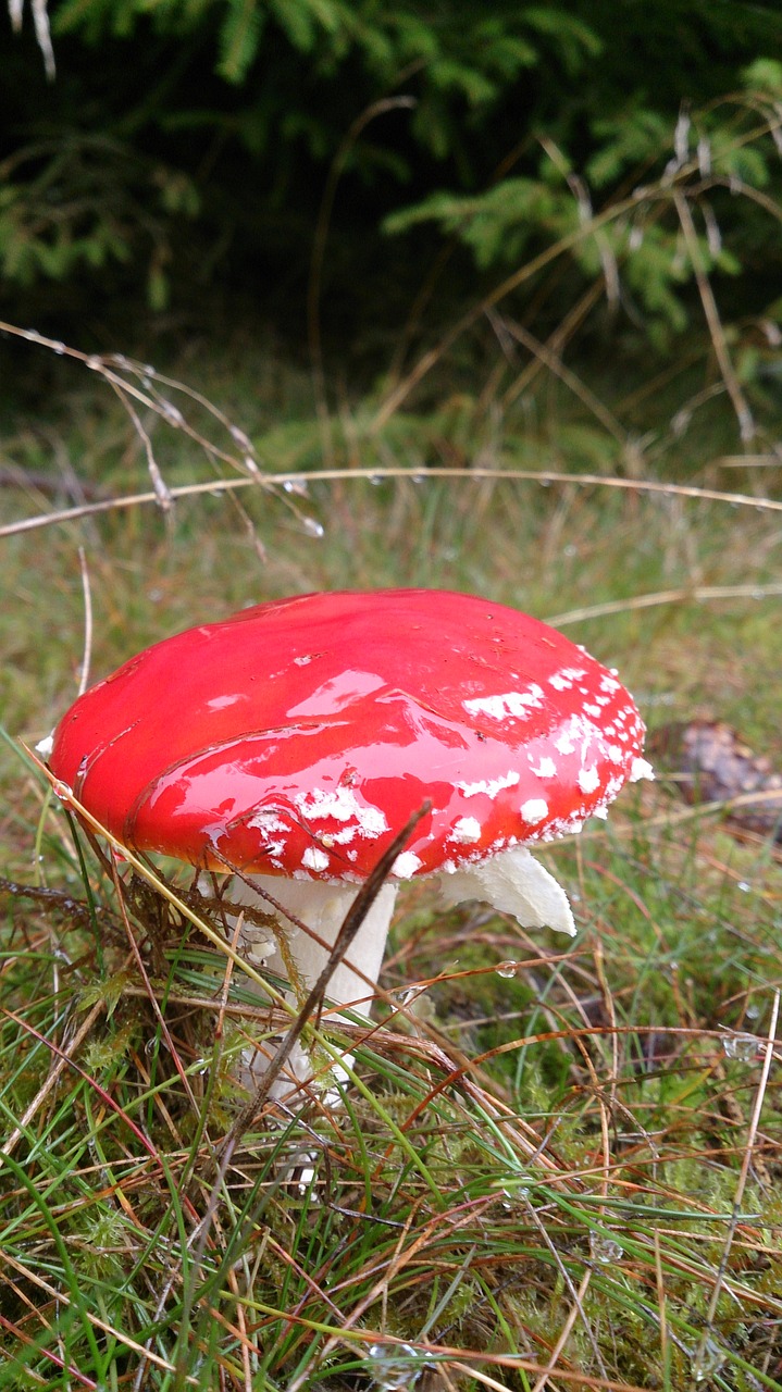red dot mushroom free photo
