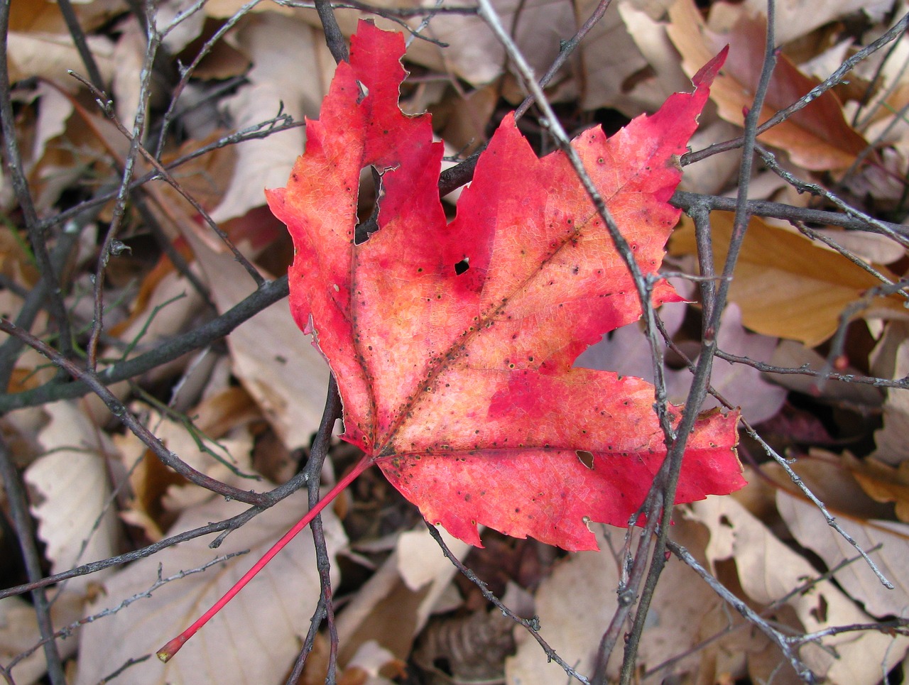 red leaf autumn free photo