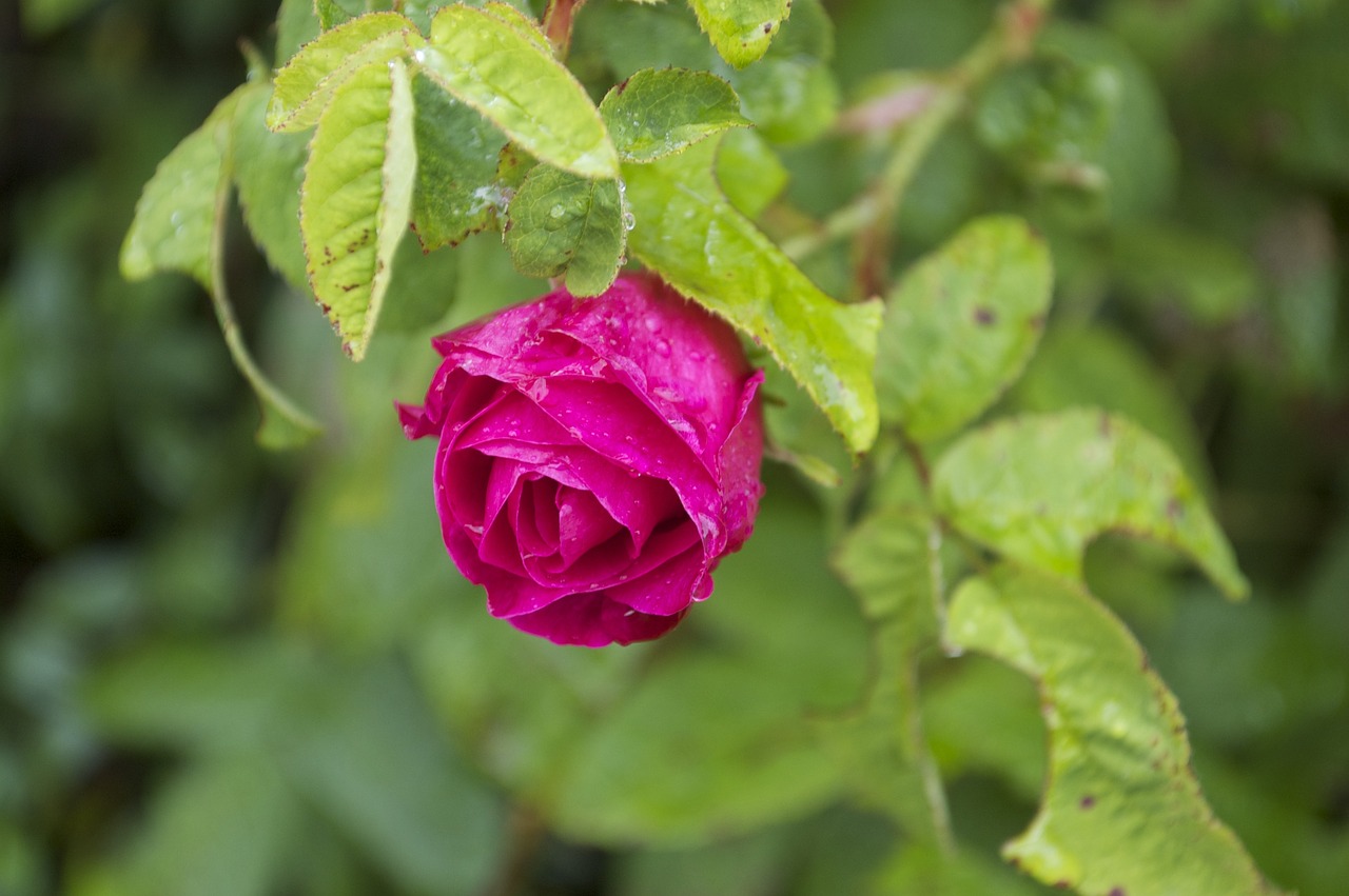 red rose dewdrops free photo