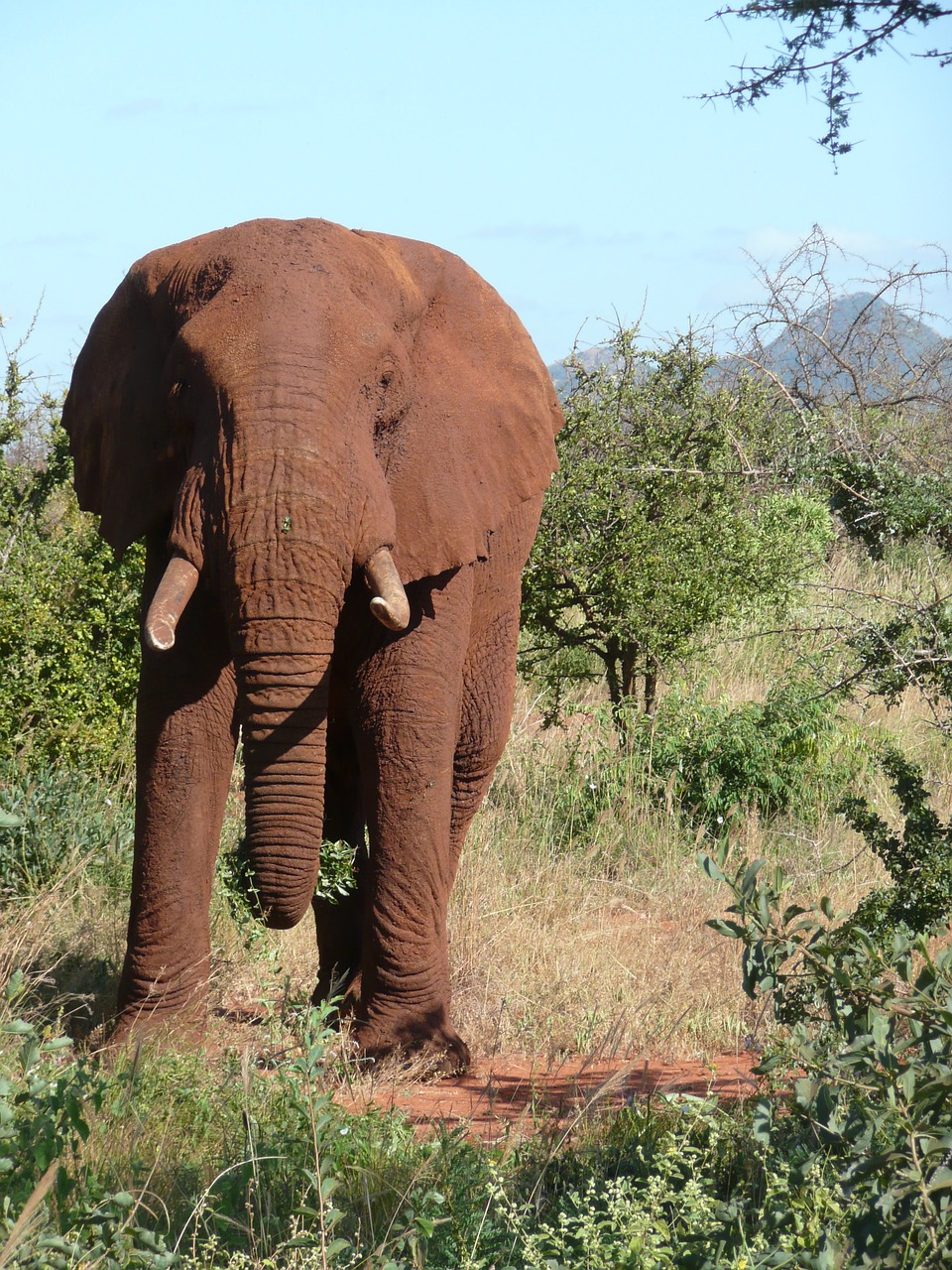 red elephant kenya free photo