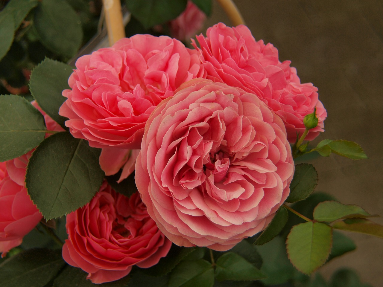 red roses flower free photo