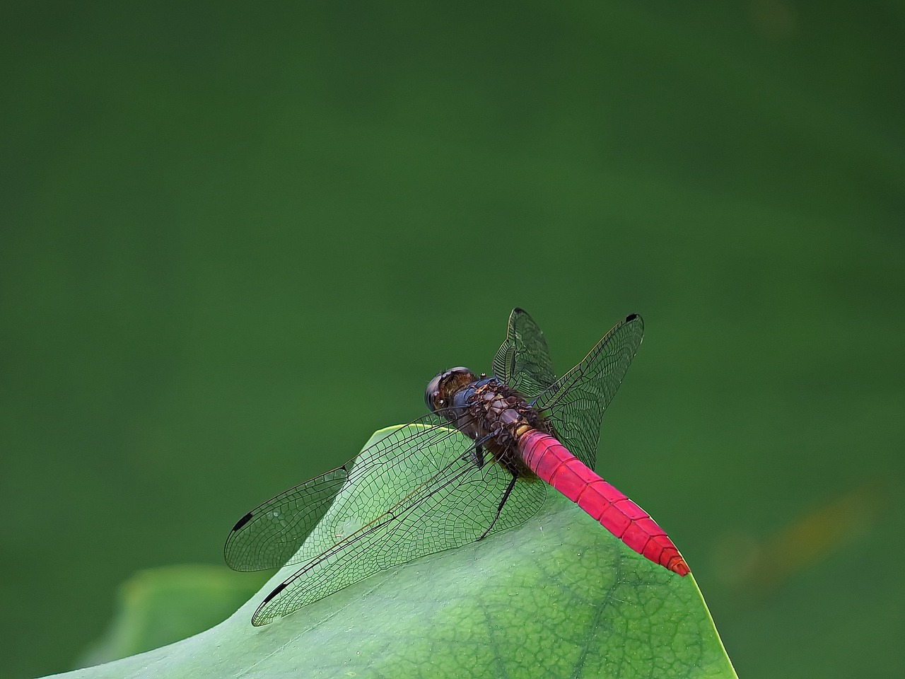 red dragonfly insect free photo