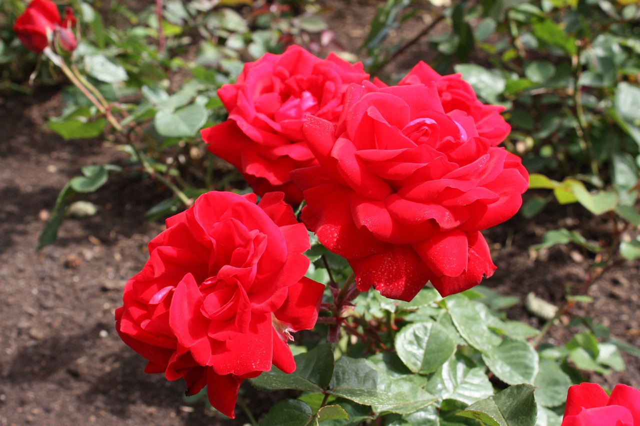 red roses flowers free photo