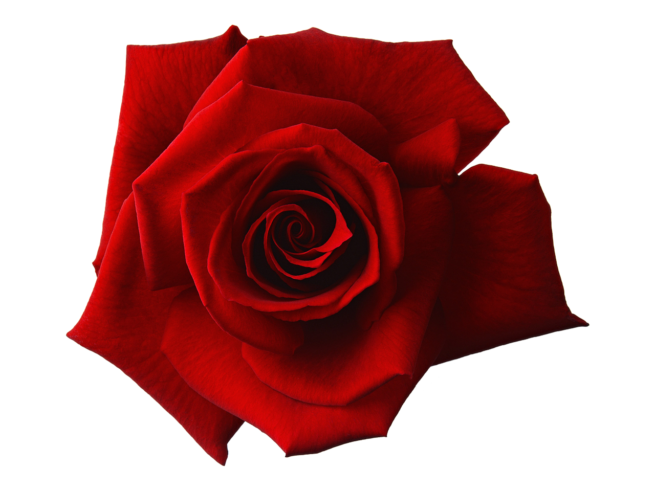 red rose flower free photo